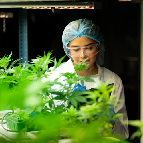 Cannabis business employee at work