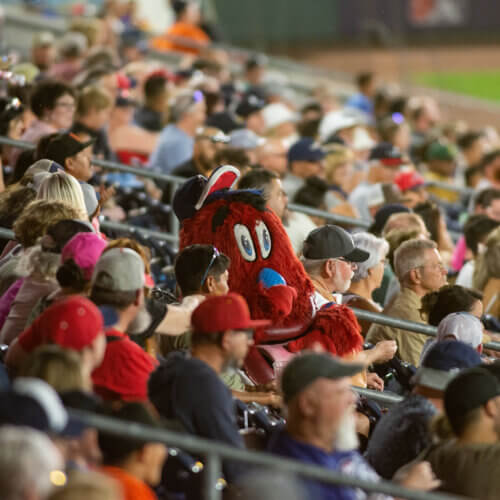 Archie in the crowd at a Reno Aces baseball game at Greater Nevada Field