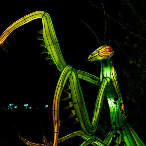 lantern display of a praying mantis